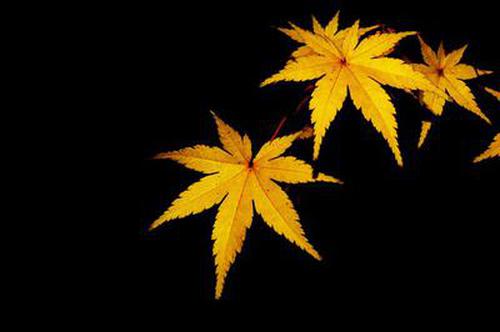 大公鸡排列五2019新版